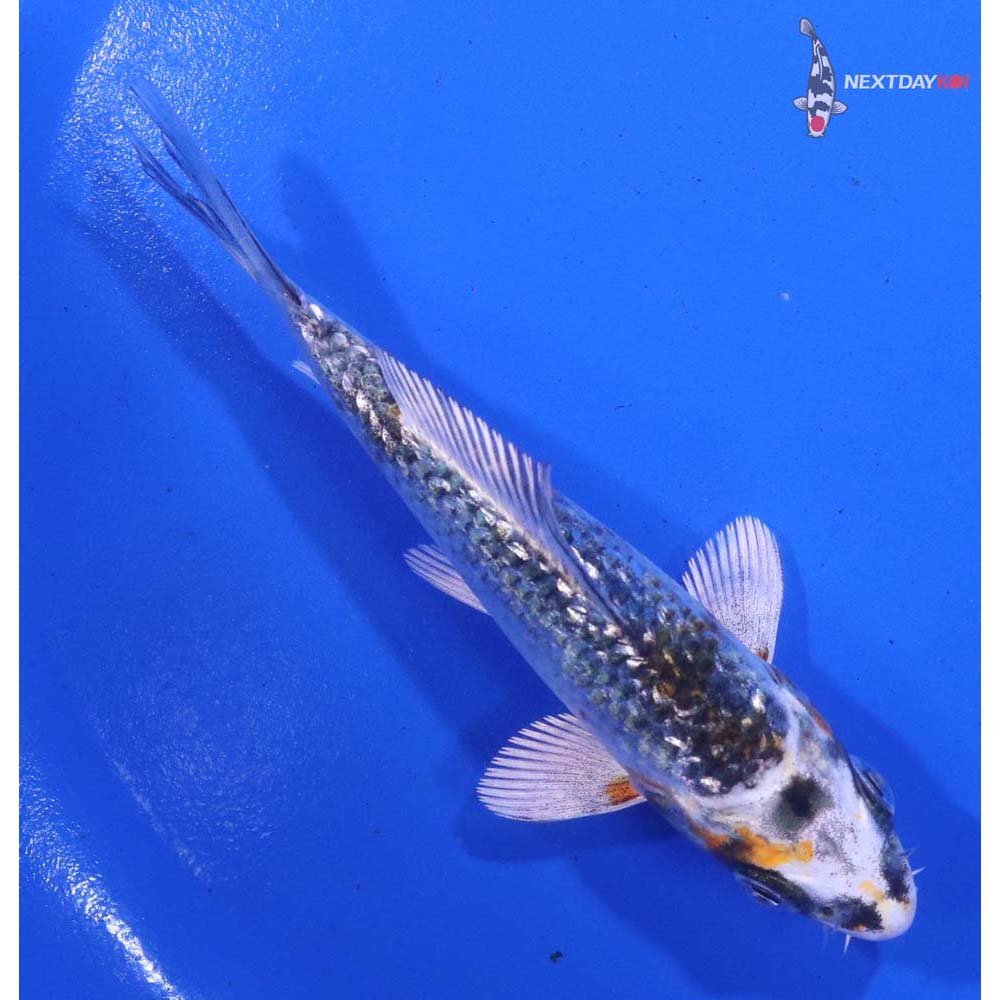 4” Imported Gin Rin Kujaku