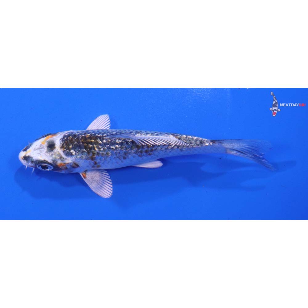 4” Imported Gin Rin Kujaku