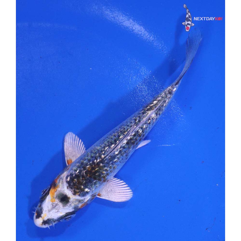 4” Imported Gin Rin Kujaku