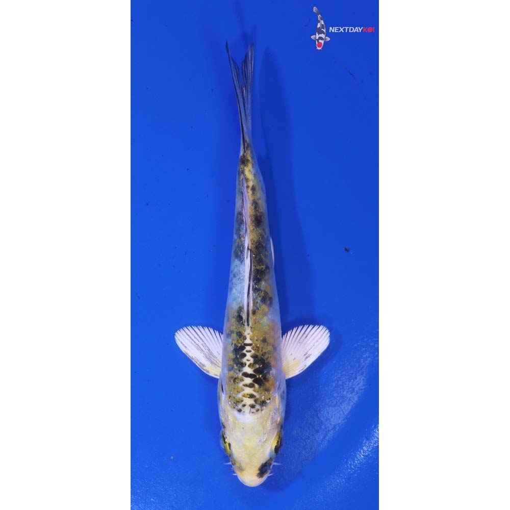 4” Imported Yamato Nishiki