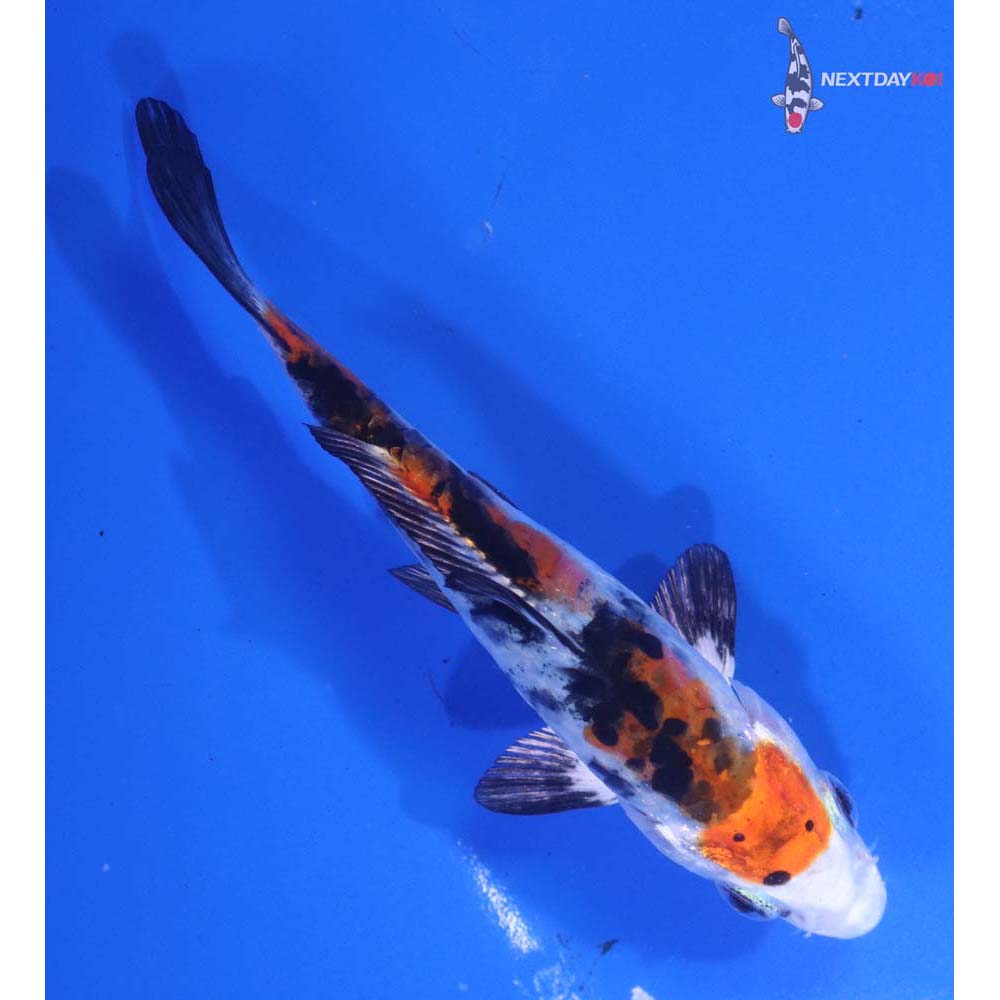 4.5” Imported Heisei Nishiki