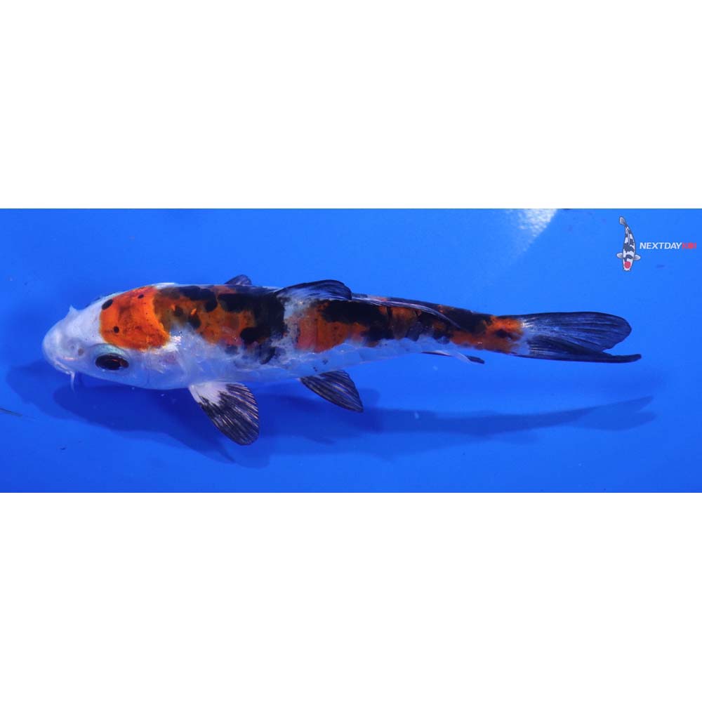 4.5” Imported Heisei Nishiki