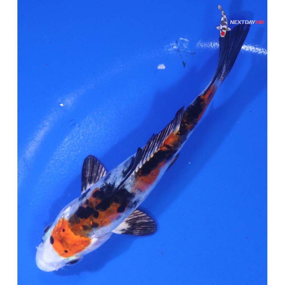 4.5” Imported Heisei Nishiki