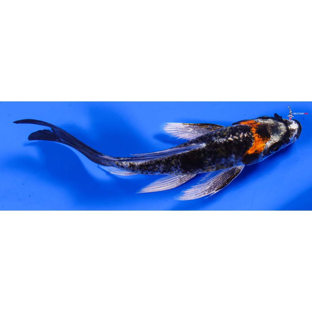5.5” Imported Kujaku Butterfly Koi