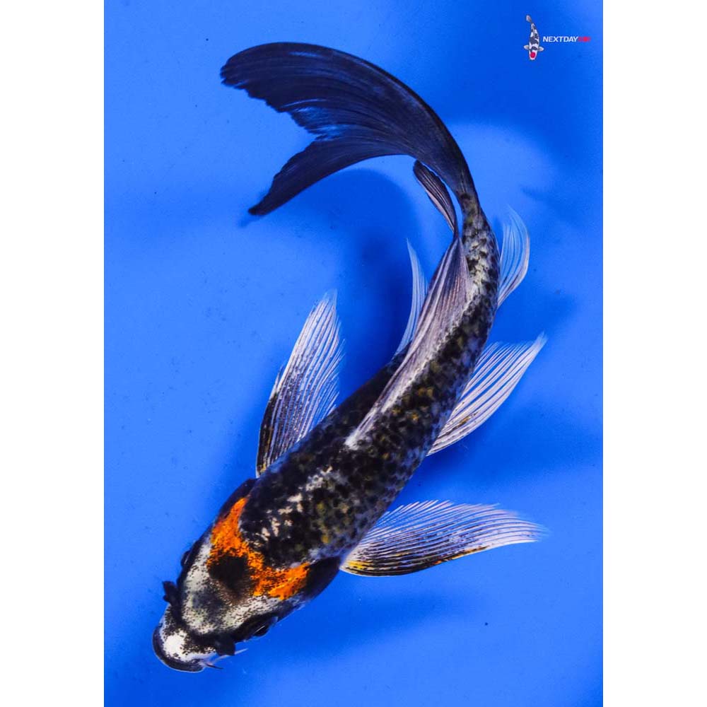 5.5” Imported Kujaku Butterfly Koi