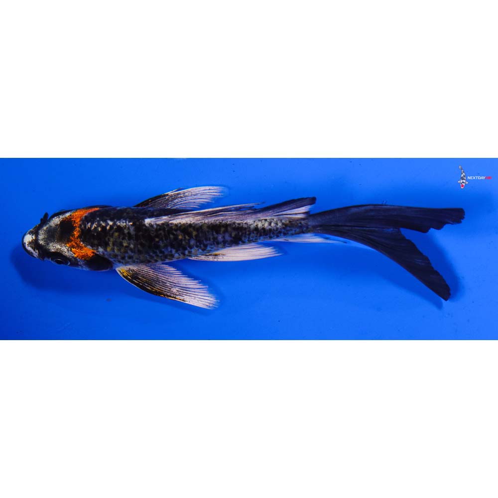 5.5” Imported Kujaku Butterfly Koi