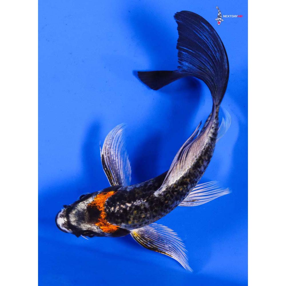 5.5” Imported Kujaku Butterfly Koi