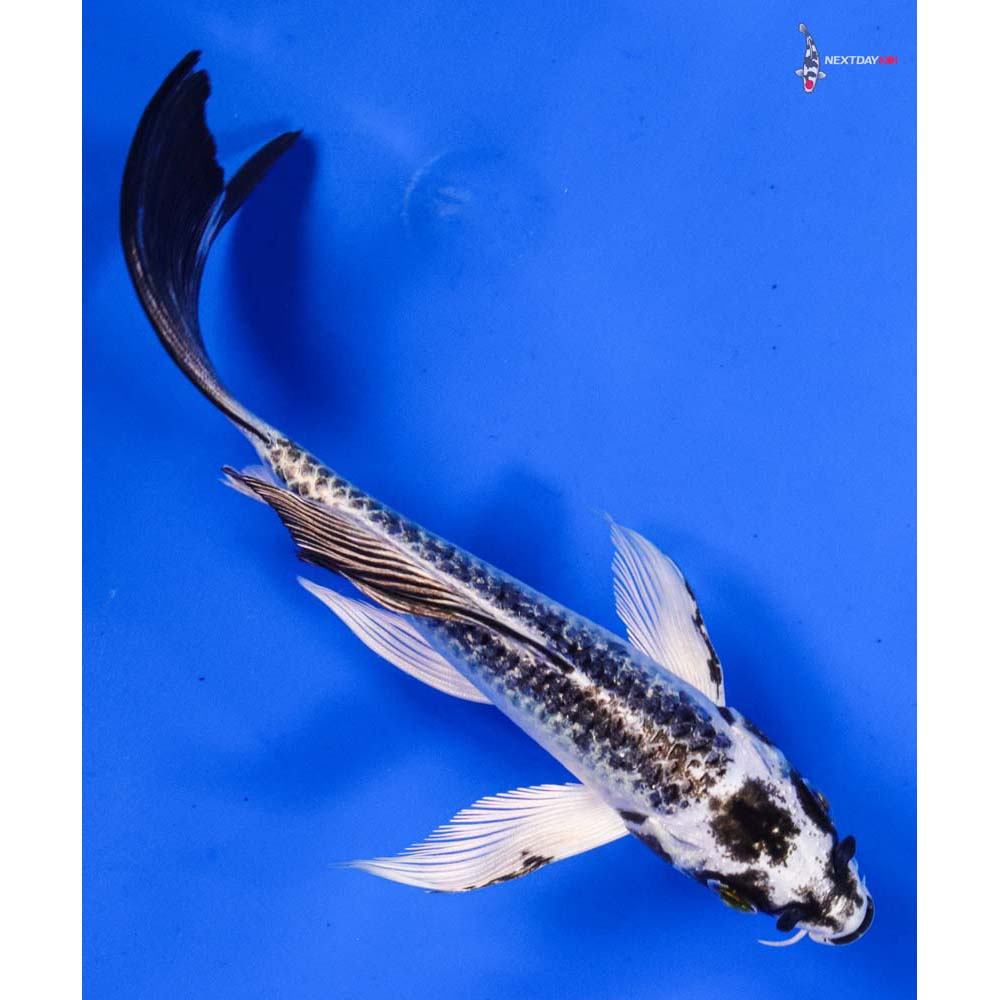 6” Imported Gin Matsuba Butterfly Koi