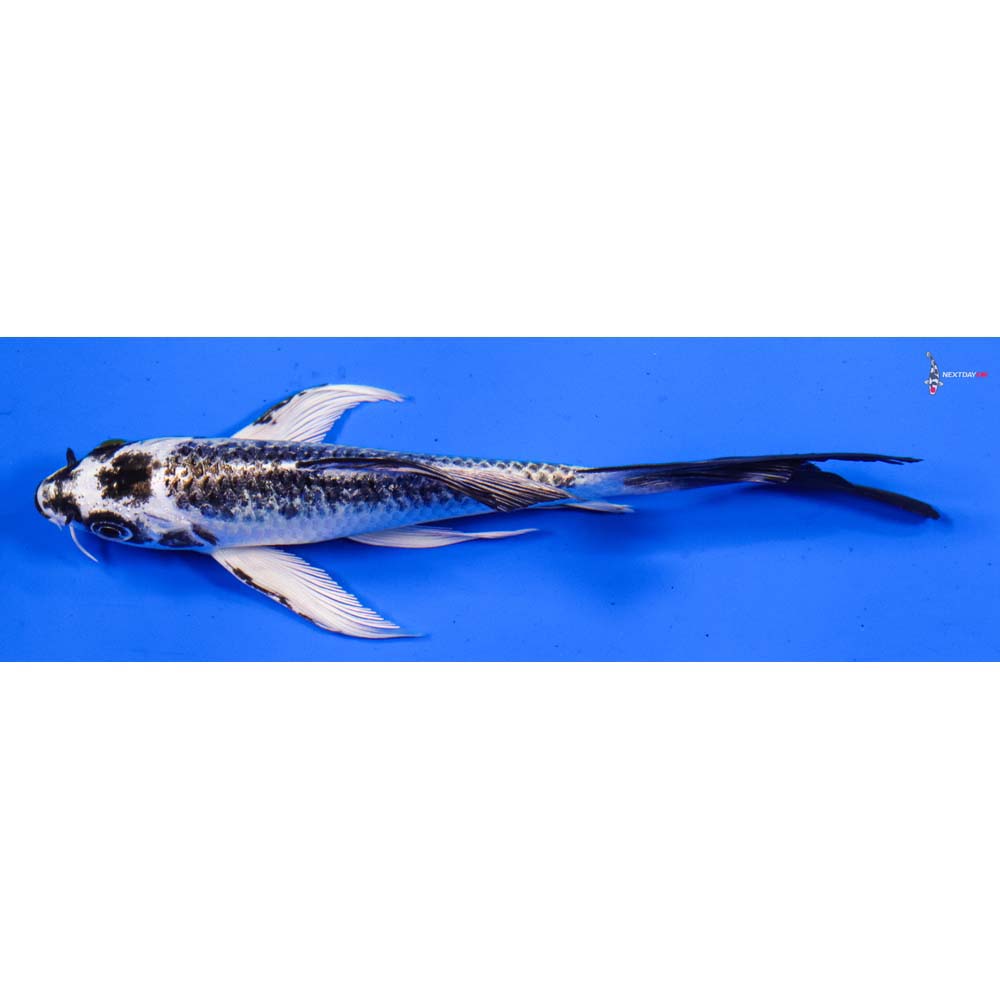 6” Imported Gin Matsuba Butterfly Koi