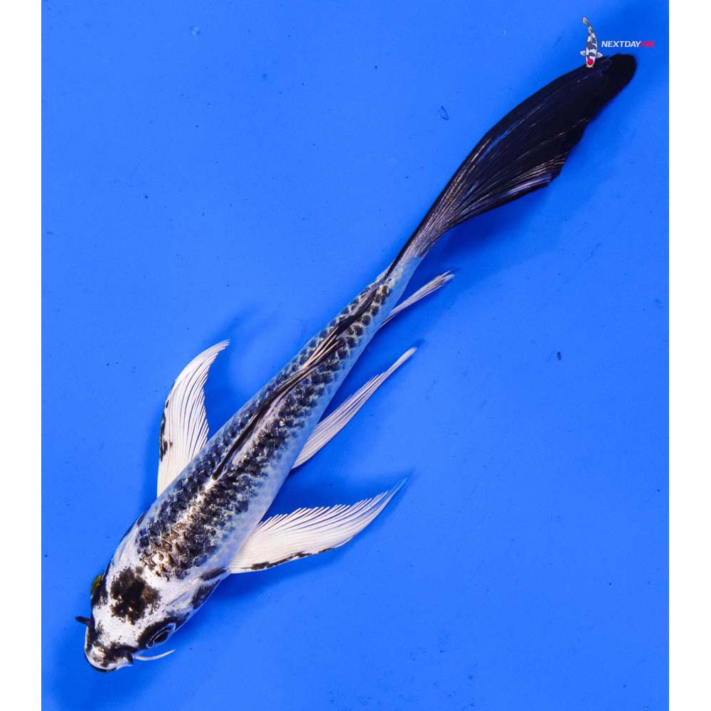 6” Imported Gin Matsuba Butterfly Koi