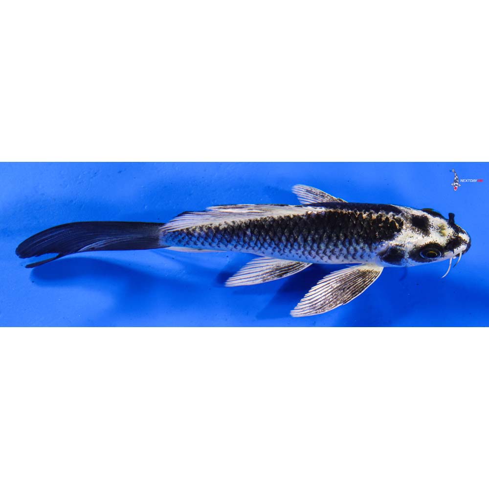 6” Imported Gin Matsuba Butterfly Koi