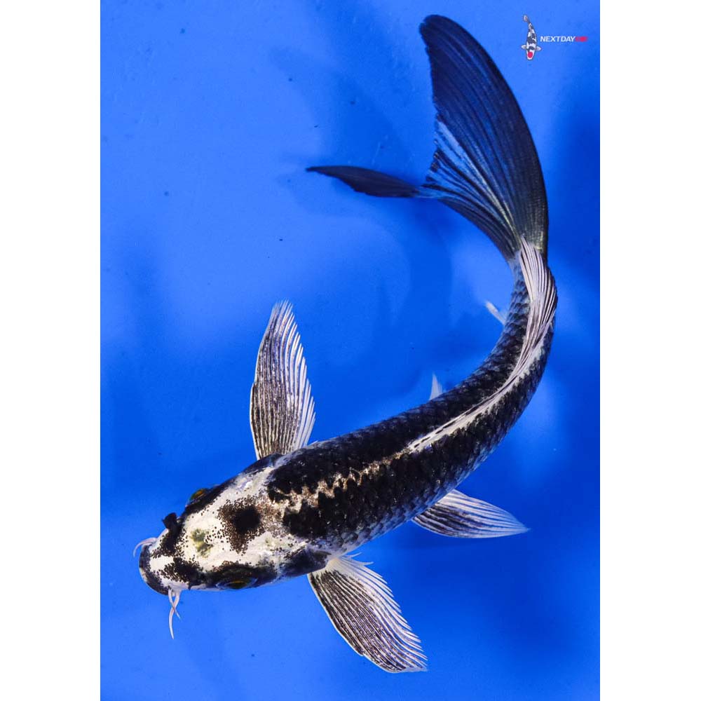 6” Imported Gin Matsuba Butterfly Koi