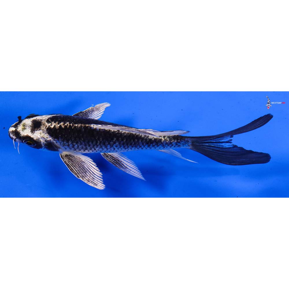6” Imported Gin Matsuba Butterfly Koi