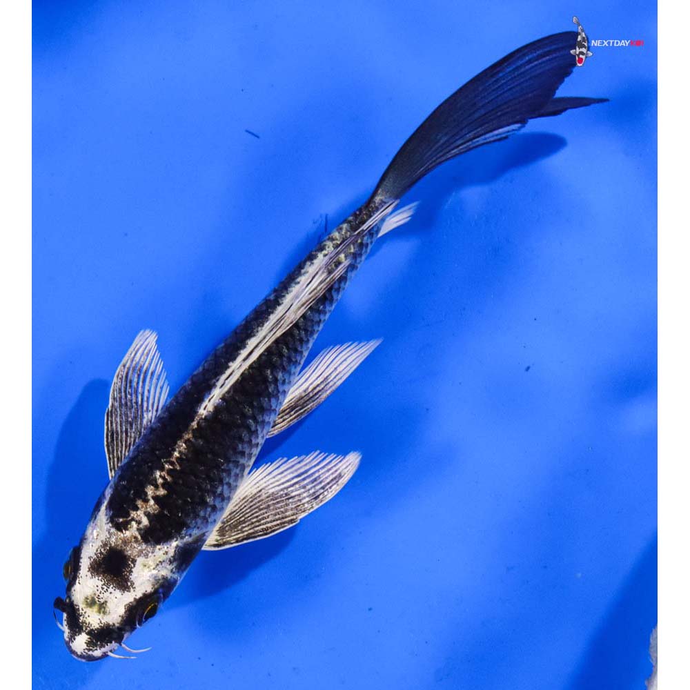 6” Imported Gin Matsuba Butterfly Koi
