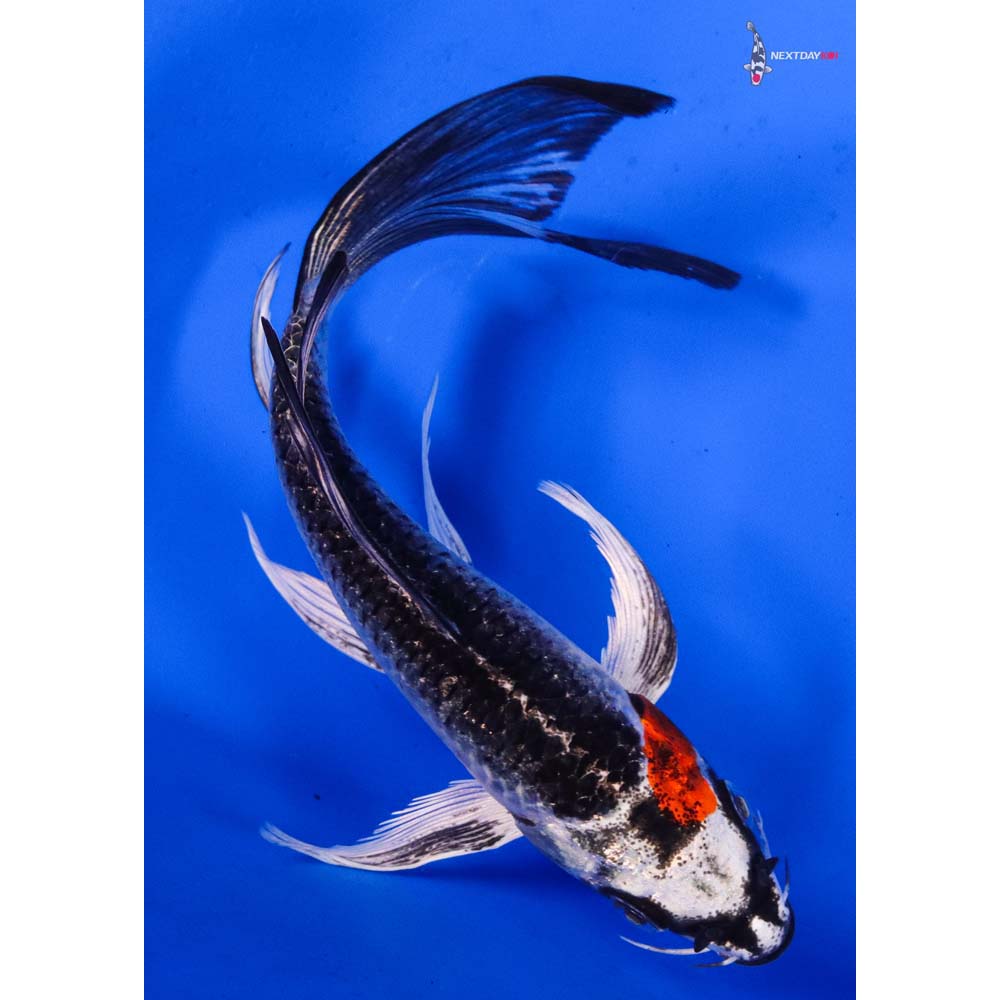 6” Imported Kujaku Butterfly Koi