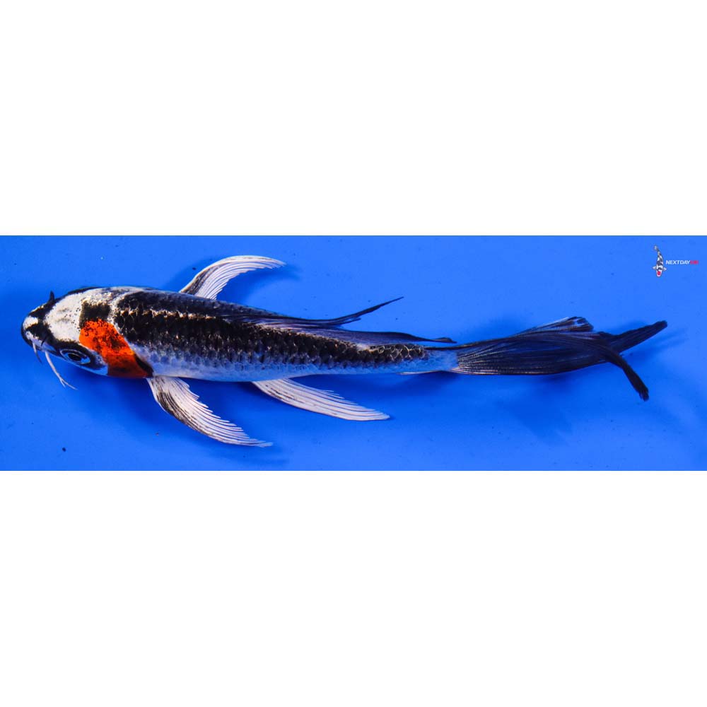 6” Imported Kujaku Butterfly Koi