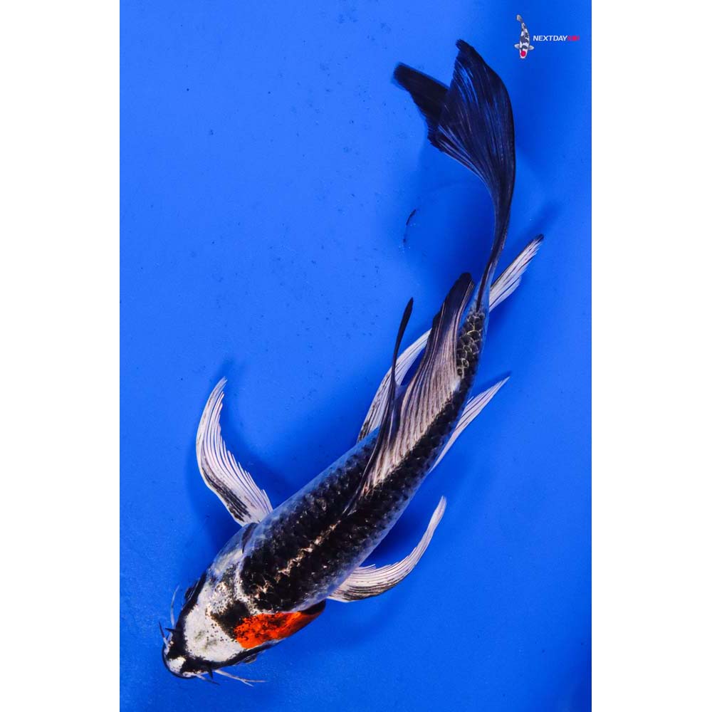 6” Imported Kujaku Butterfly Koi