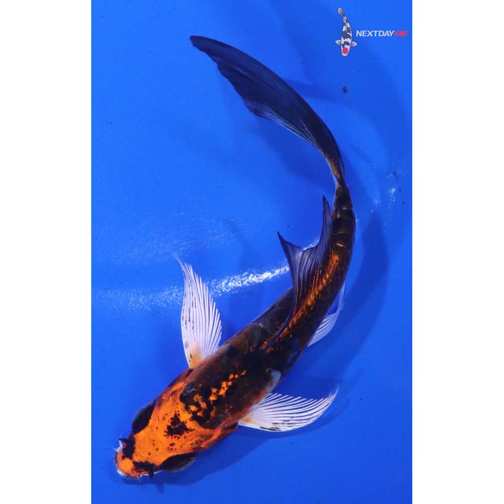 4” Imported Kin Kikokuryu Butterfly Koi