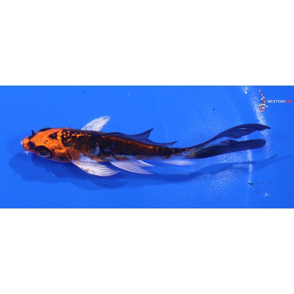 4” Imported Kin Kikokuryu Butterfly Koi