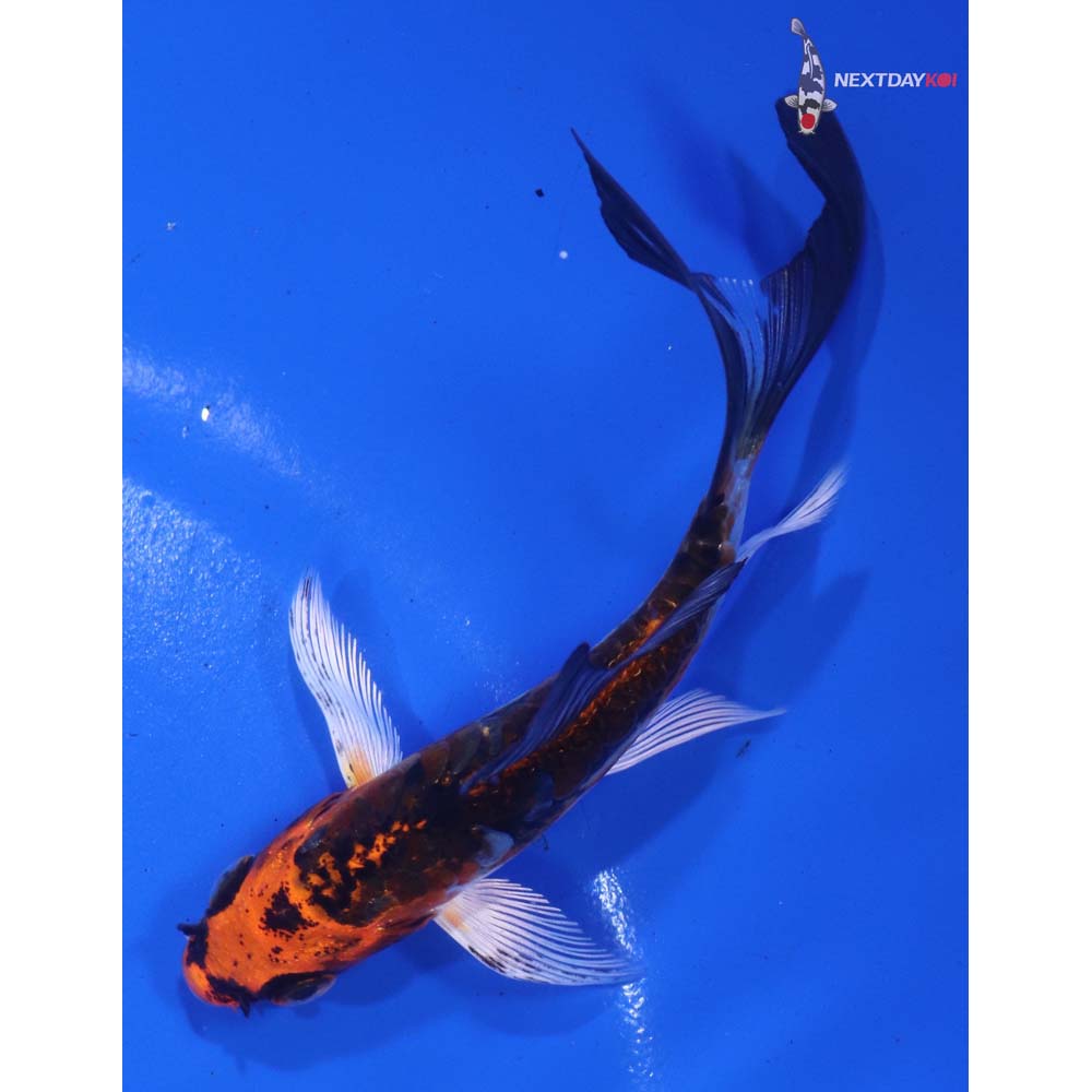 4” Imported Kin Kikokuryu Butterfly Koi