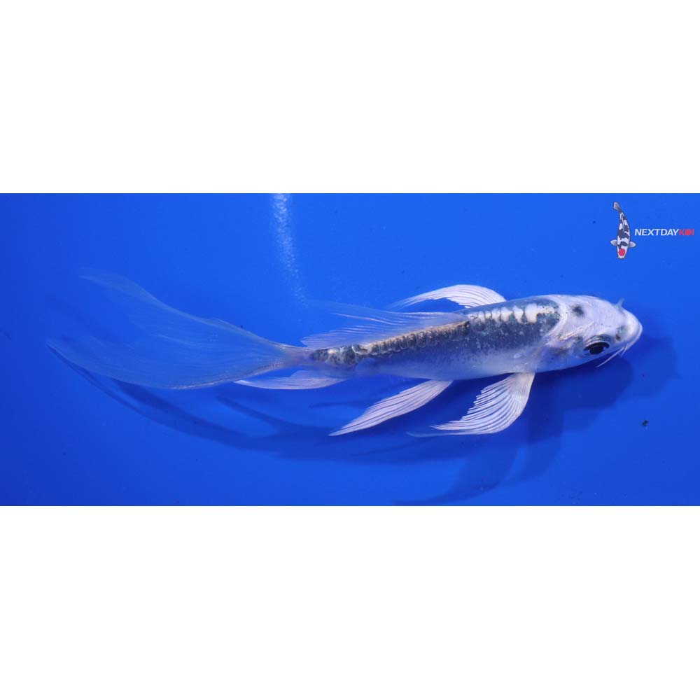 4” Imported Doitsu Gin Matsuba Butterfly Koi
