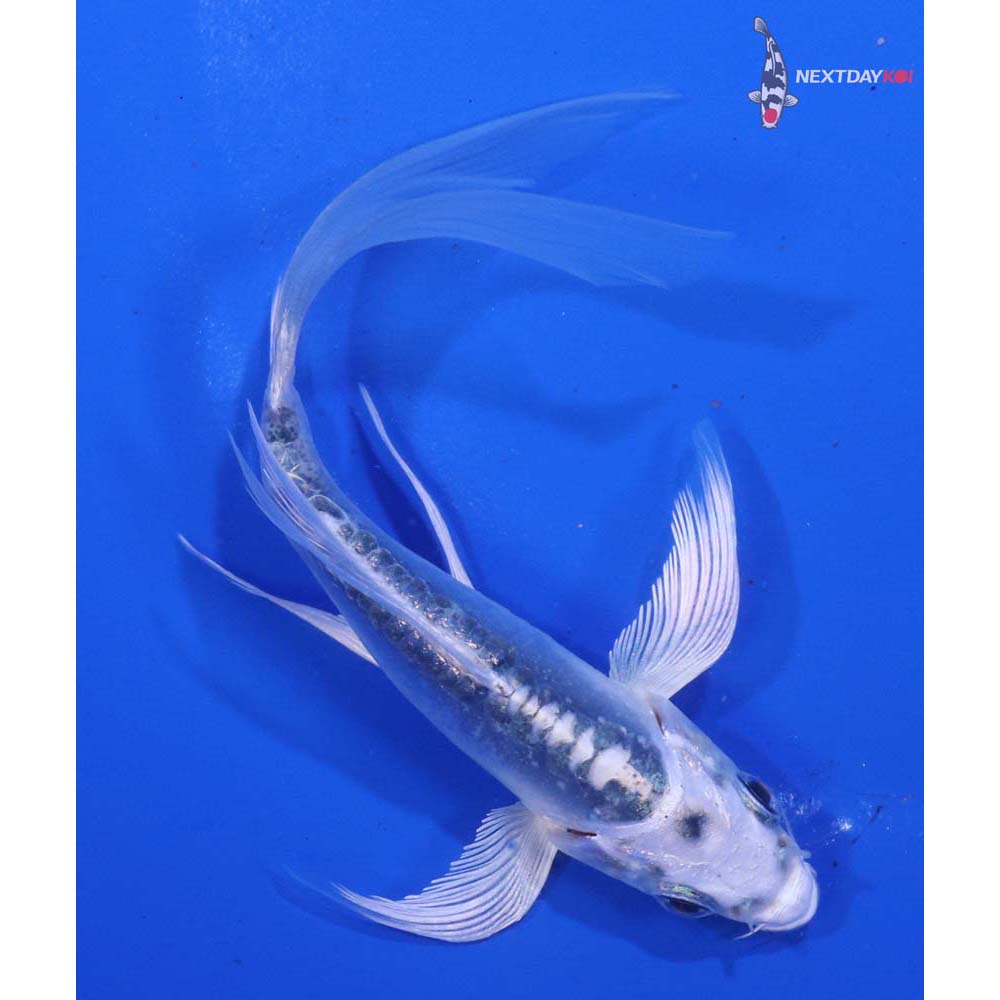 4” Imported Doitsu Gin Matsuba Butterfly Koi