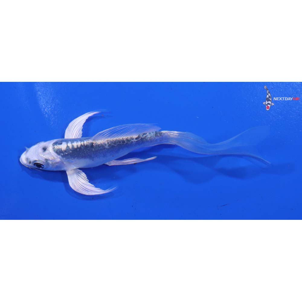 4” Imported Doitsu Gin Matsuba Butterfly Koi