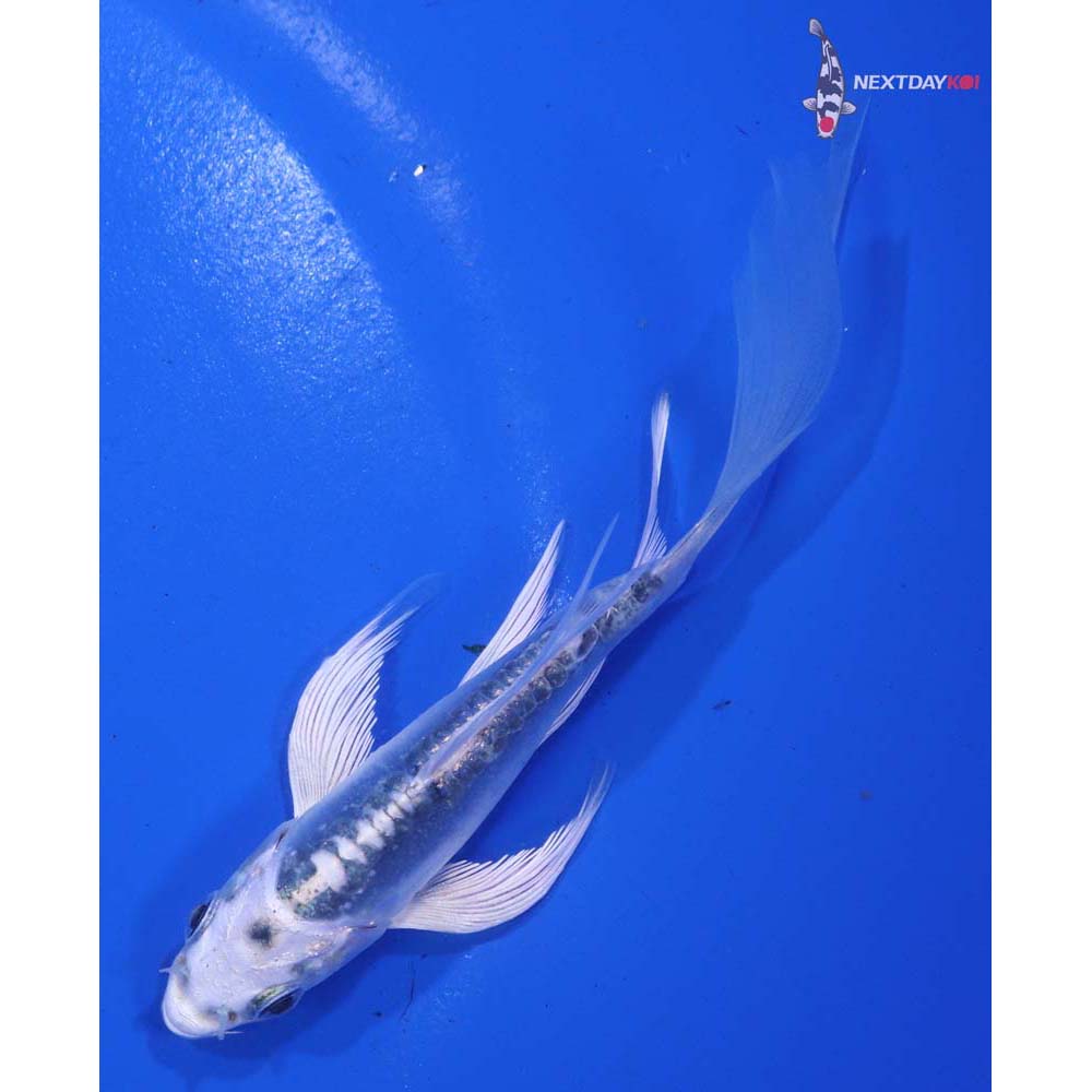 4” Imported Doitsu Gin Matsuba Butterfly Koi