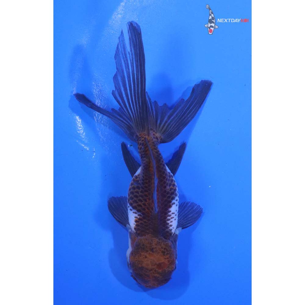 5” Imported Tri Color Panda Oranda