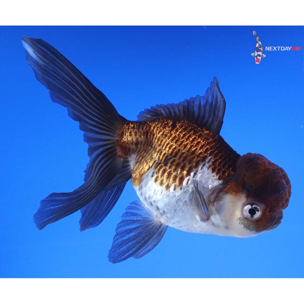 5” Imported Tri Color Panda Oranda