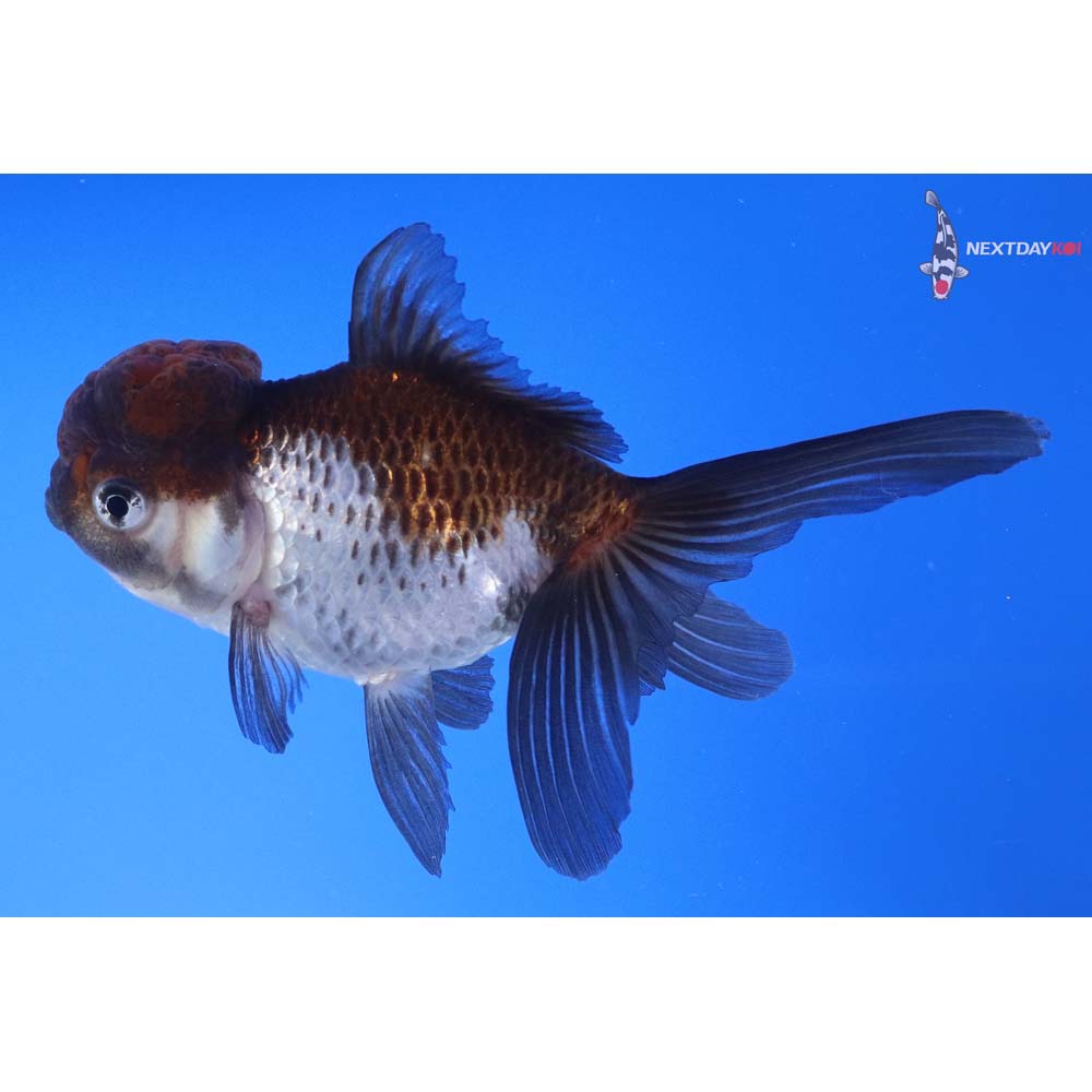 5” Imported Tri Color Panda Oranda