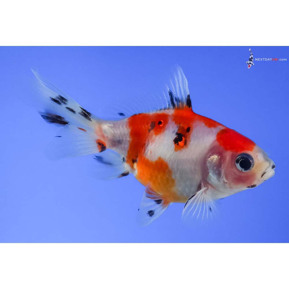 3.5” Imported Male Calico Fantail