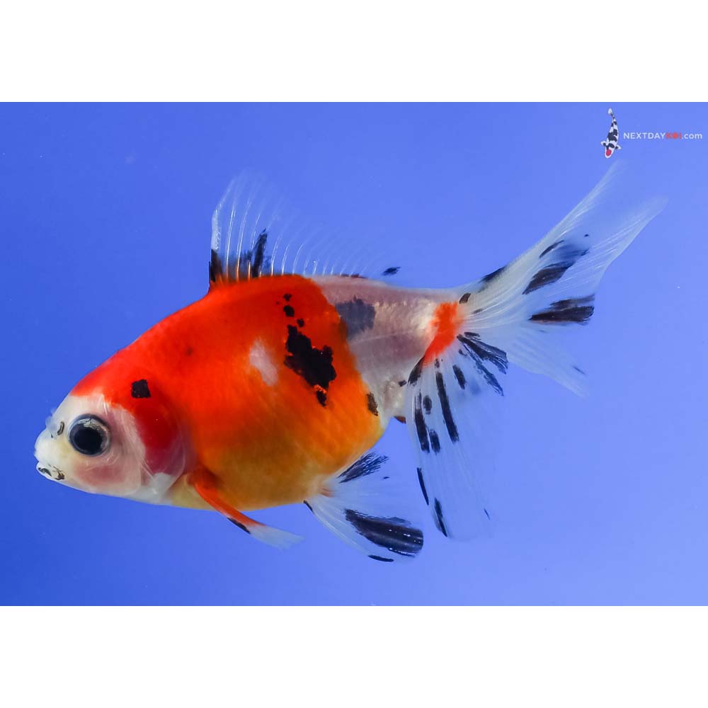 3.5” Imported Male Calico Fantail