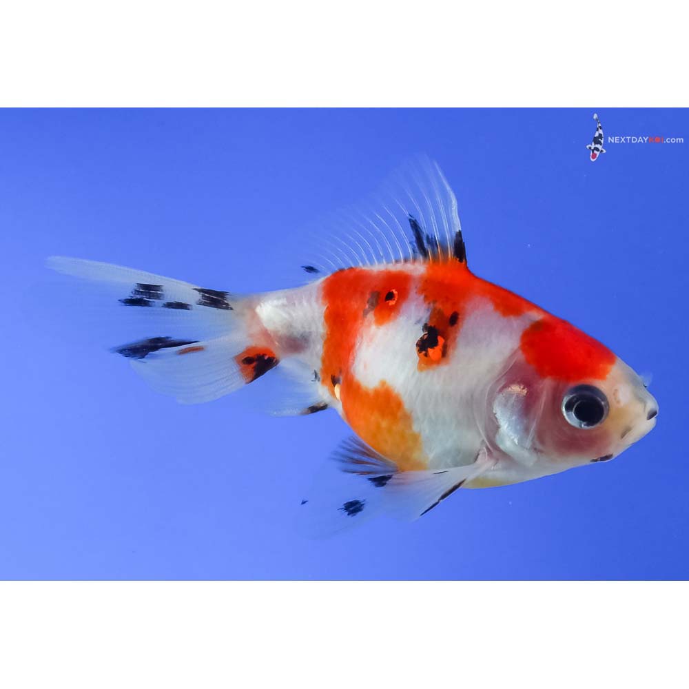 3.5” Imported Male Calico Fantail