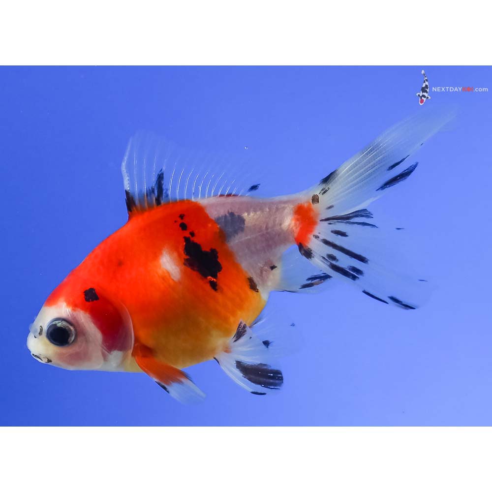 3.5” Imported Male Calico Fantail