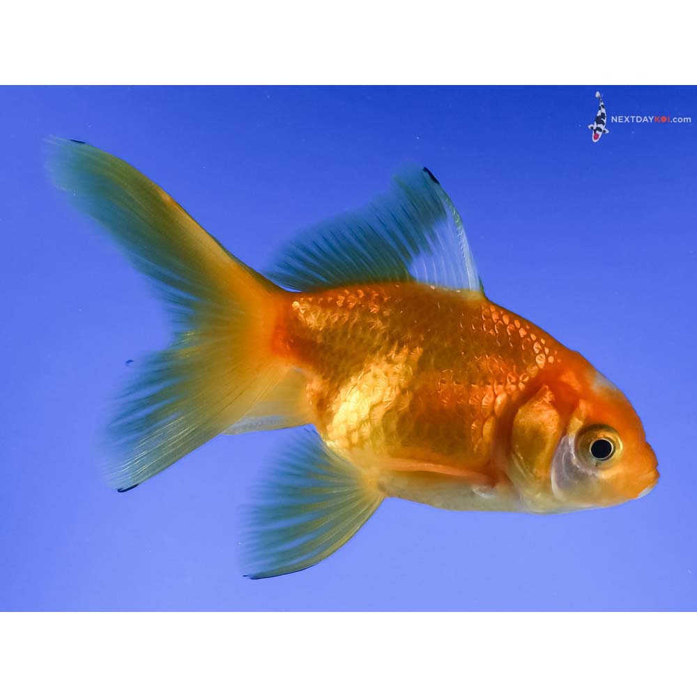 3.5” Imported Red and White Fantail