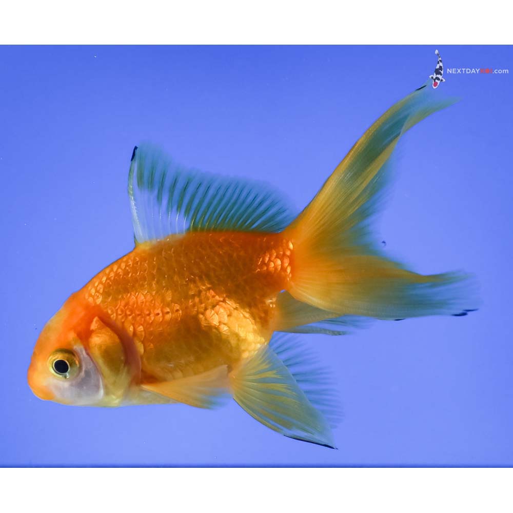 3.5” Imported Red and White Fantail