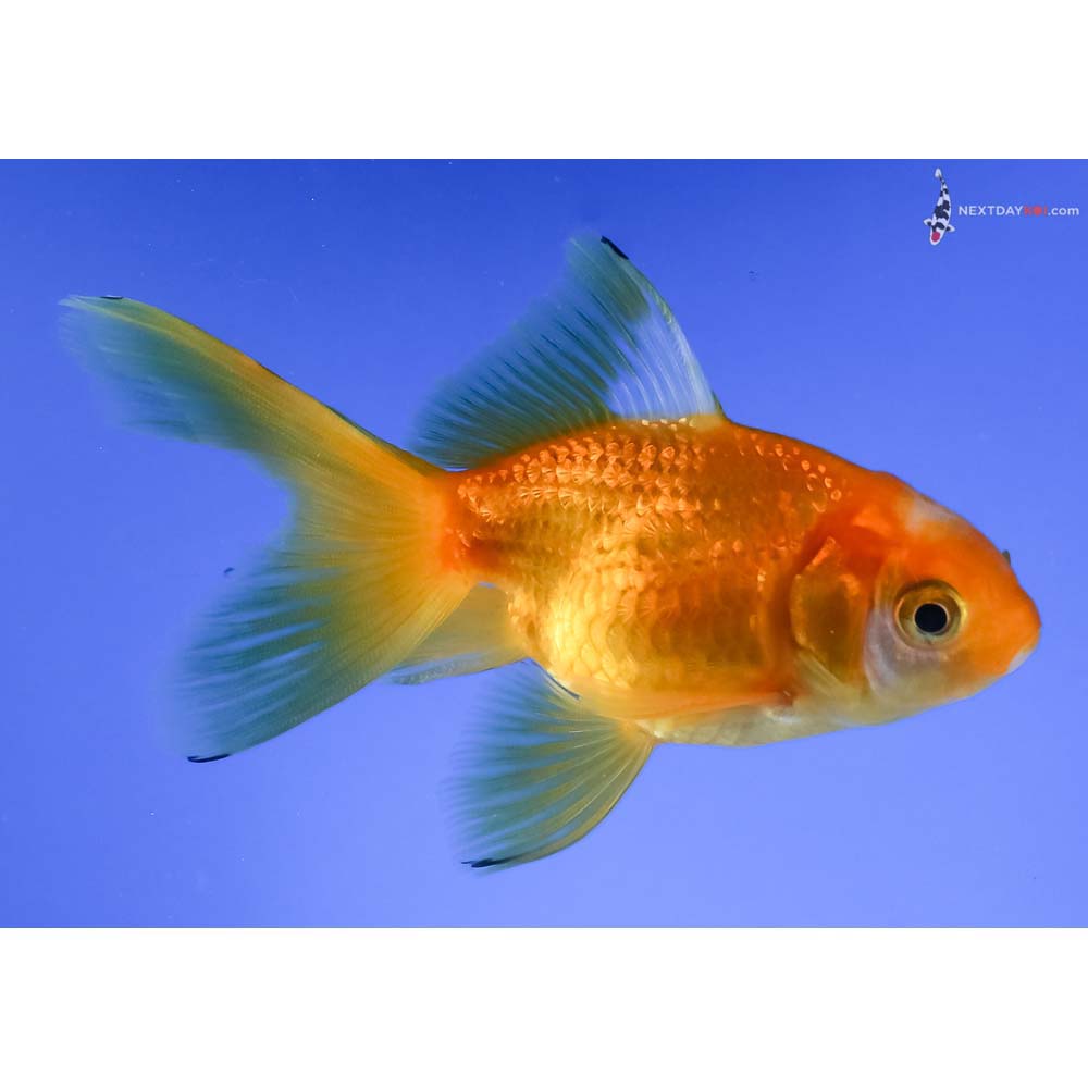 3.5” Imported Red and White Fantail