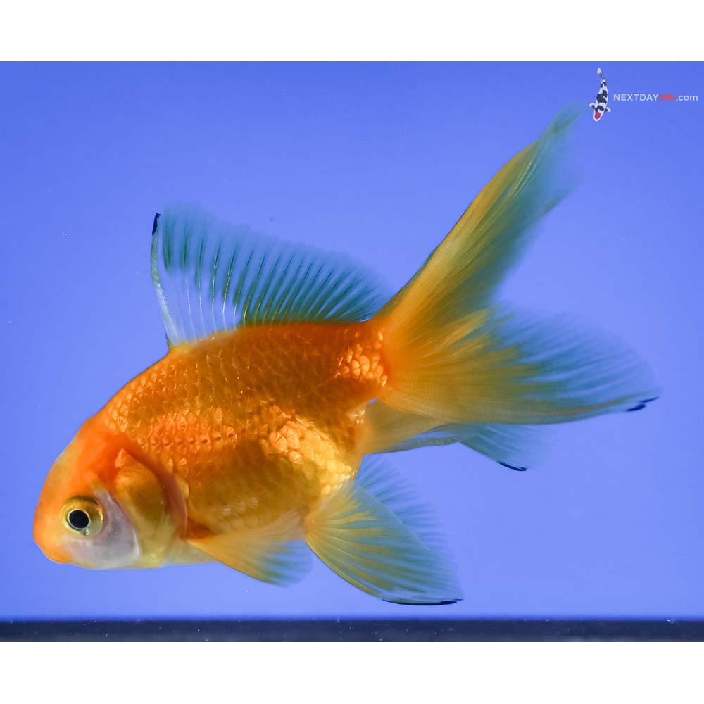 3.5” Imported Red and White Fantail