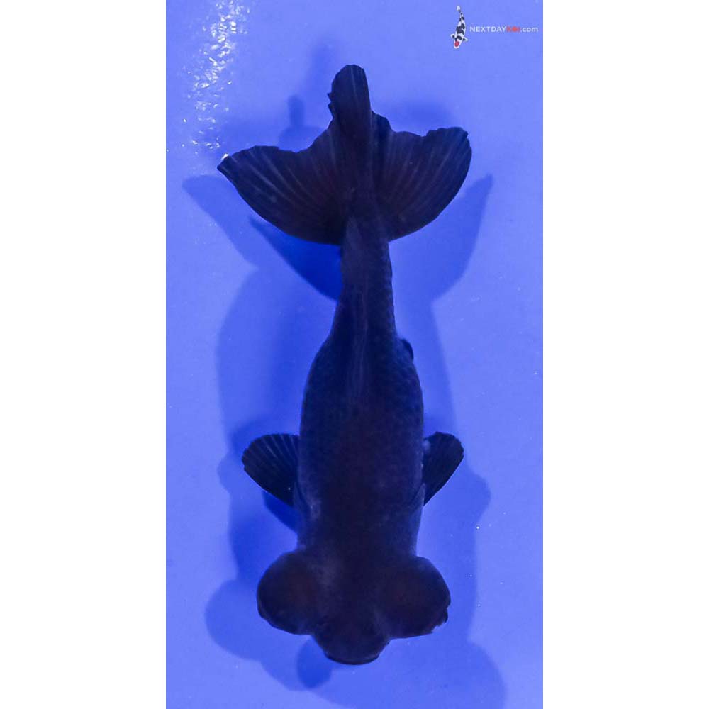 2.5” Imported Black Moor