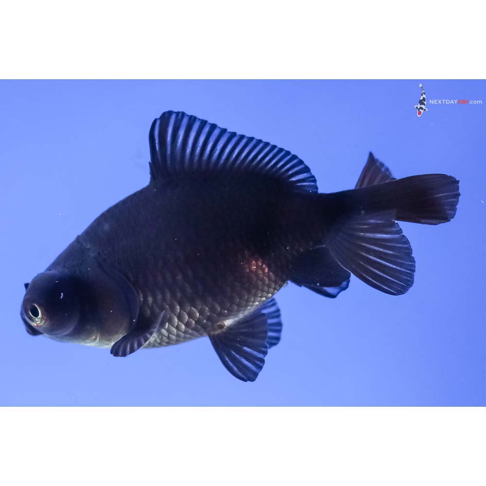 2.5” Imported Black Moor