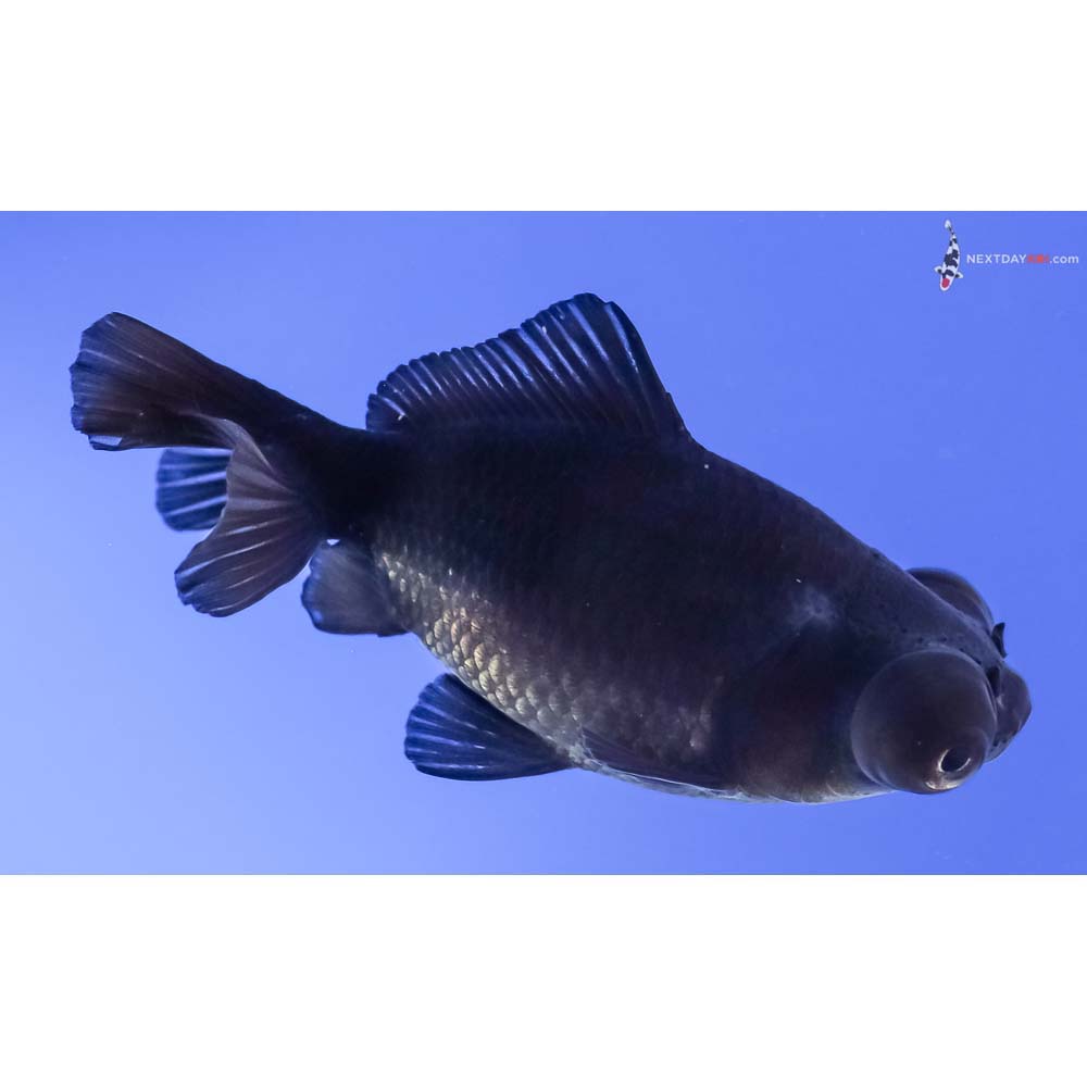 2.5” Imported Black Moor