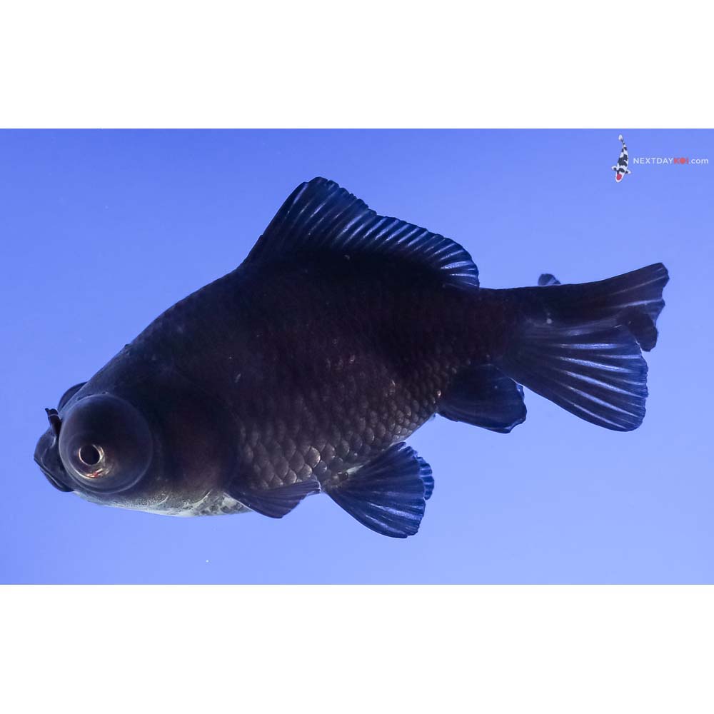 2.5” Imported Black Moor