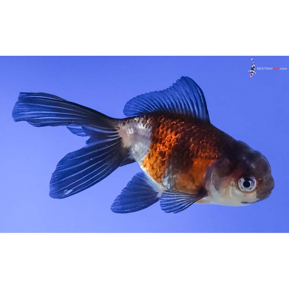 3.5” Imported Tri Color Panda Oranda