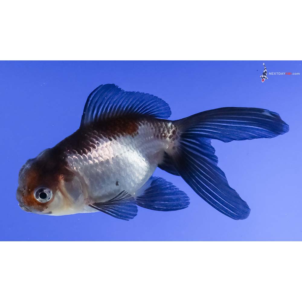 3.5” Imported Tri Color Panda Oranda