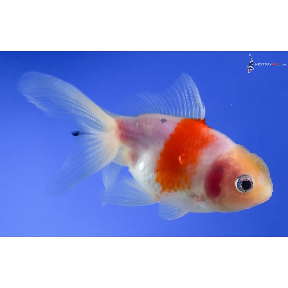 4” Imported Red and White Oranda