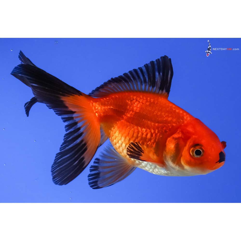 3.5” Imported Male Red and Black Fantail