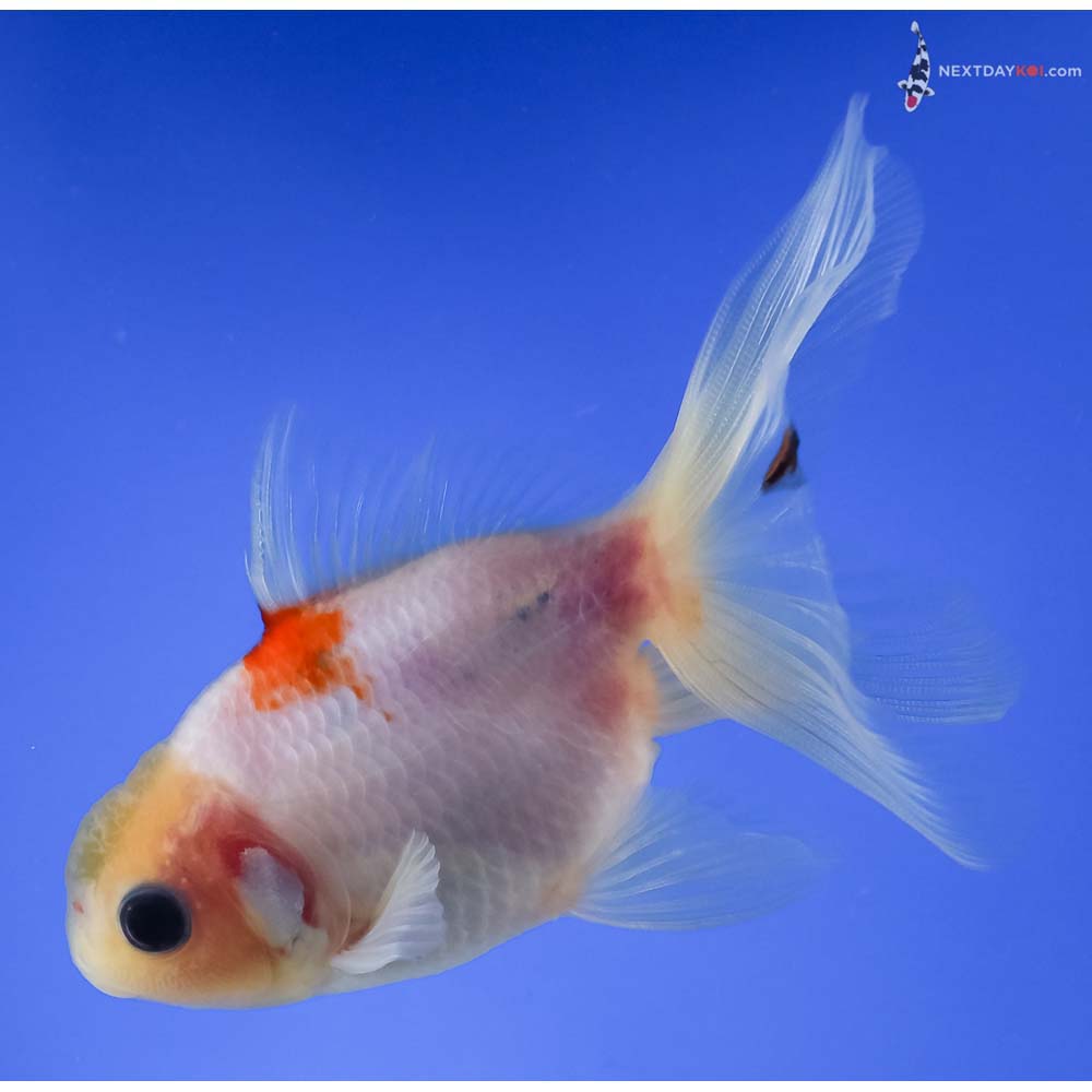 4” Imported Red and White Oranda