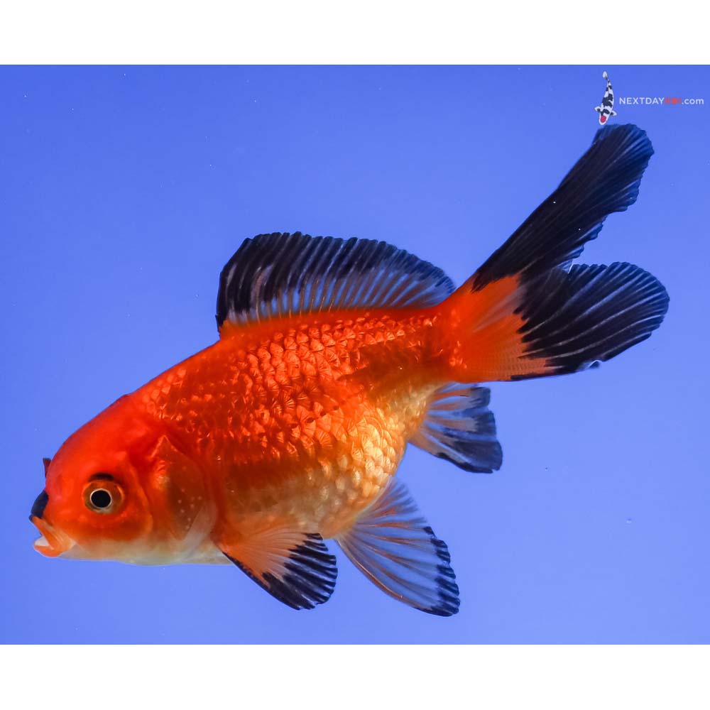 3.5” Imported Male Red and Black Fantail