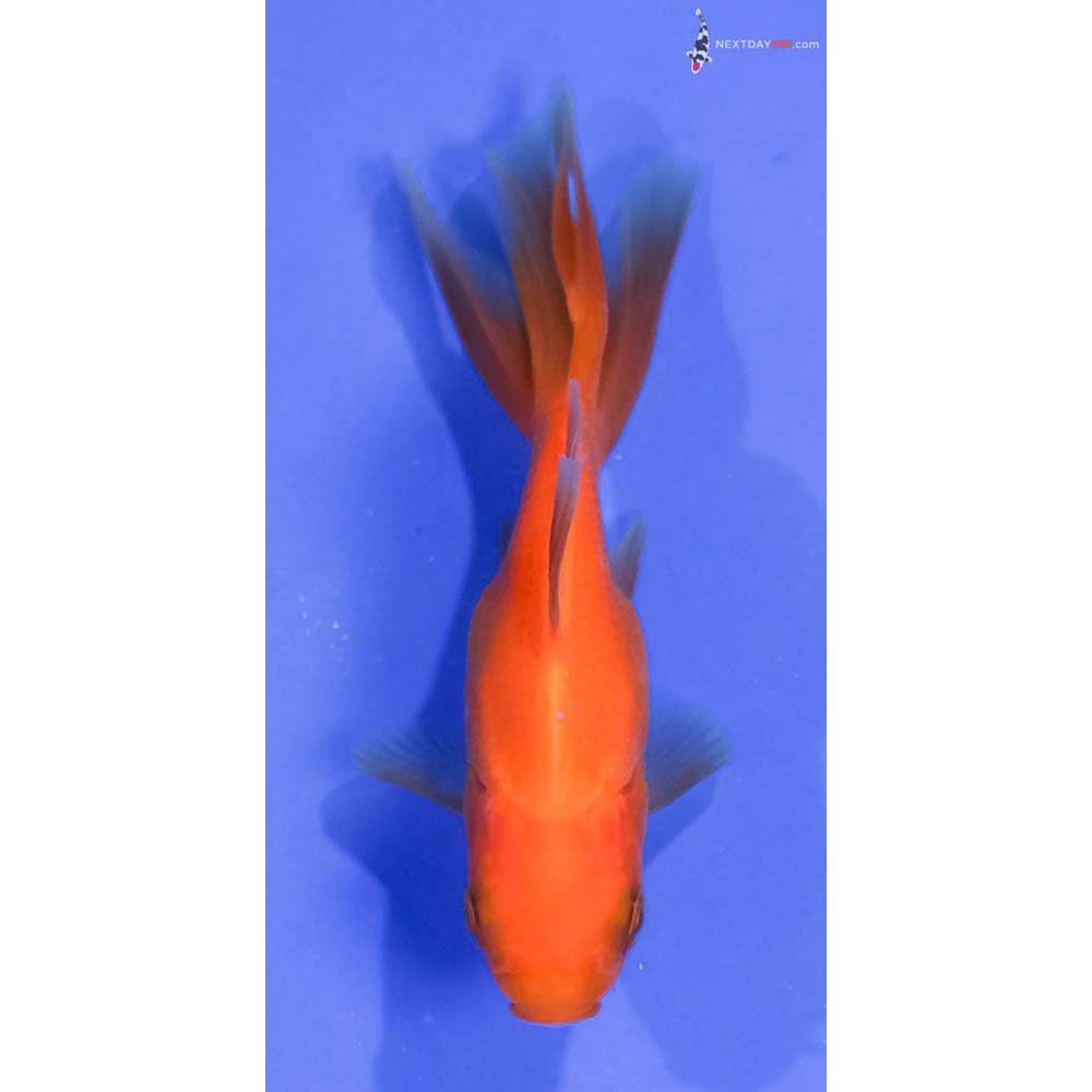 3.5” Imported Red Fantail